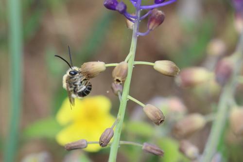 Eucera clypeata